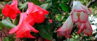 Лапагерия ( Lapageria rosea )