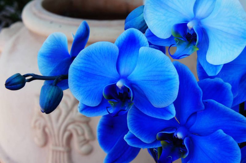 Клитория ( Clitoria ternatea )
