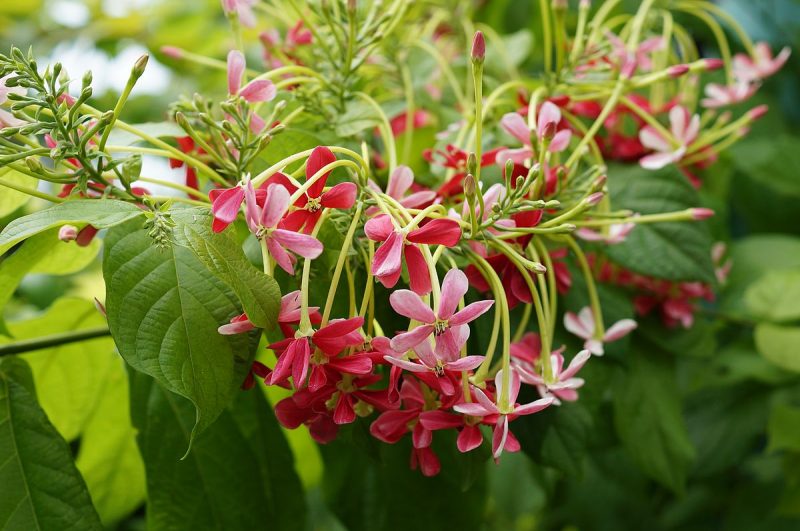 ���������� ( Quisqualis indica )