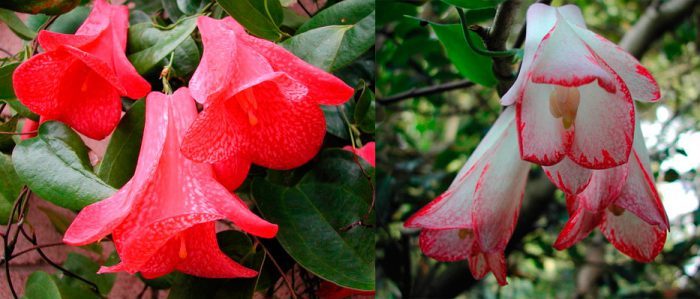Лапагерия ( Lapageria rosea )