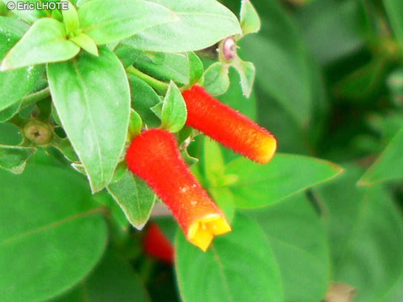 ������� ( Manettia Bicolor )