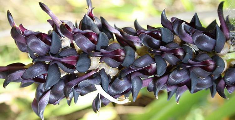 Мукуна ( Mucuna nigricans )