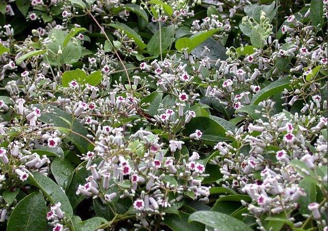 Паедерия ( Paederia foetida )