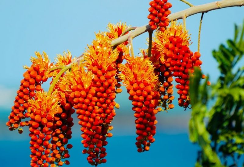 ���������� ( Pyrostegia venusta ) ������ ���