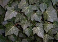 Hedera helix