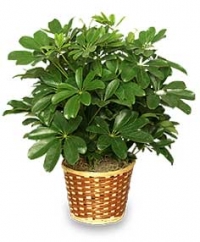 Schefflera  