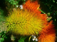  ( Combretum microphyllum )