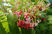 Квисквалис ( Quisqualis indica )