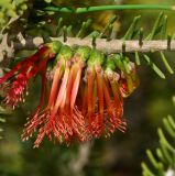  ( Calothamnus hirsutus )