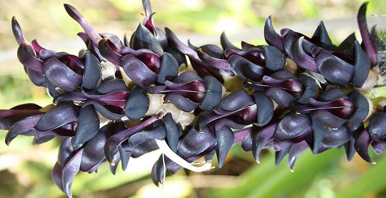 Ìóêóíà ( Mucuna nigricans )