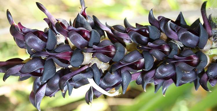  ( Mucuna nigricans )