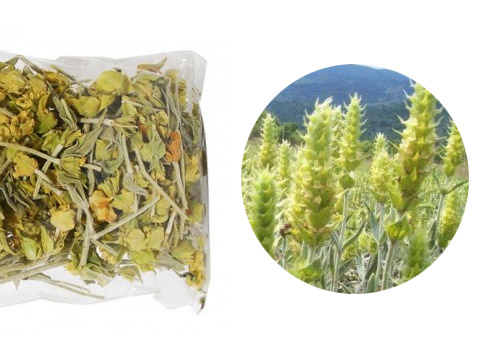 Разликите между диворастящият и култивираният Мурсалски чай